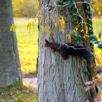 Eichhörnchen