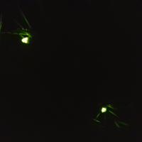 Grosses Glühwürmchen